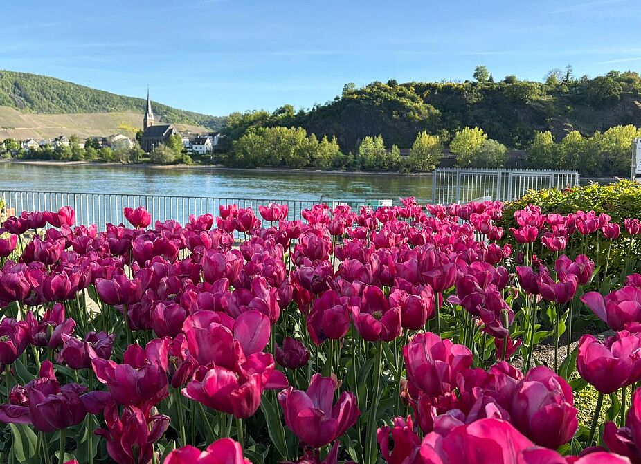 Tulpen in Boppard Tulpen in Boppard