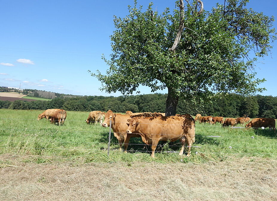 Im Westerwald 7 Im Westerwald 7