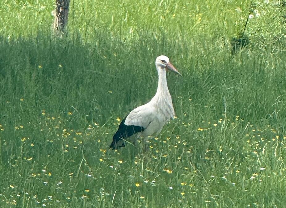 Storch in Rheinauen Storch in Rheinauen